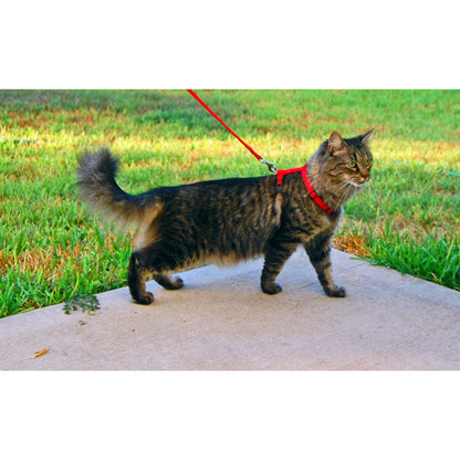 Leash & Harness