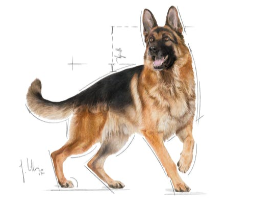 رويال كانين الراعي الألماني البالغ 3 كجم