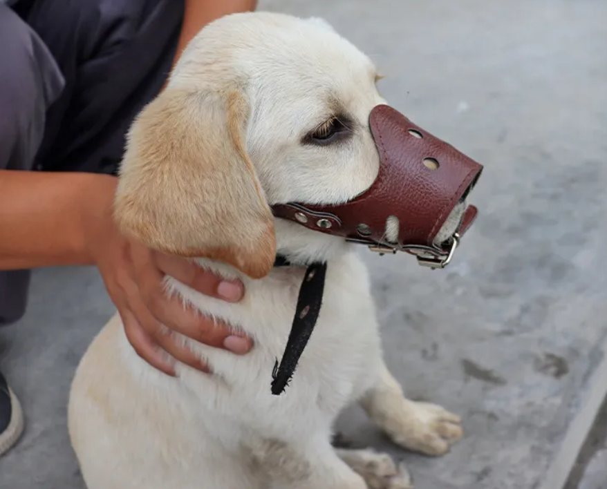 Dog Muzzle