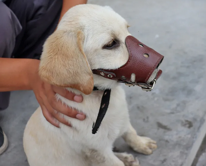 Dog Muzzle