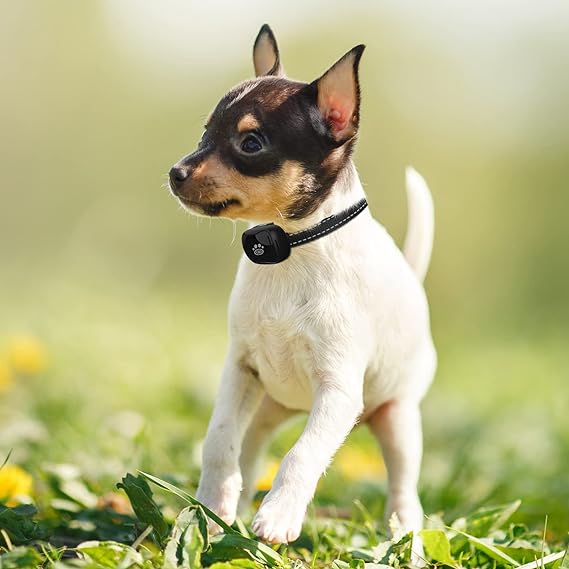 PcEoTllar Bark Collar