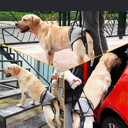 Enakshi Dog Lifting Support XL