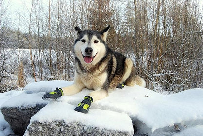 أحذية True Love Dog المقاومة للماء والمضادة للانزلاق والمطر مع عاكس 